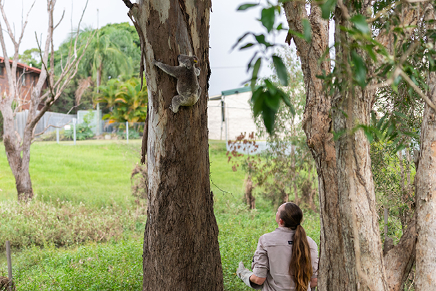 RSPCA Queensland Wildlife Vet Tim Portas works on a koala in care at Australia's busiest Wildlife Hospital